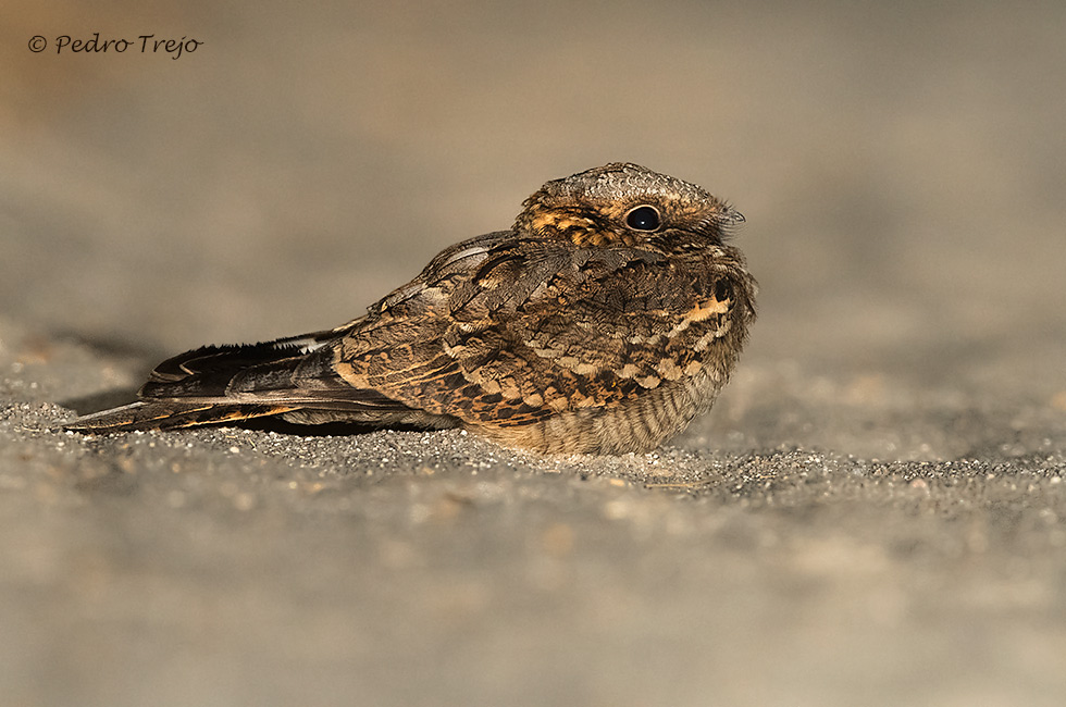 Chotacabras cuellirrojo (Caprimulgus ruficollis)